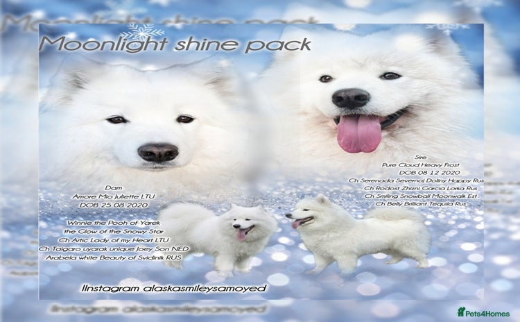 Samoyed dogs Pure white, excellent pedigree Samoyed puppies - Advert 10