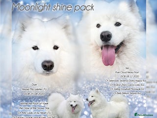 Samoyed dogs Pure white, excellent pedigree Samoyed puppies - Advert 1