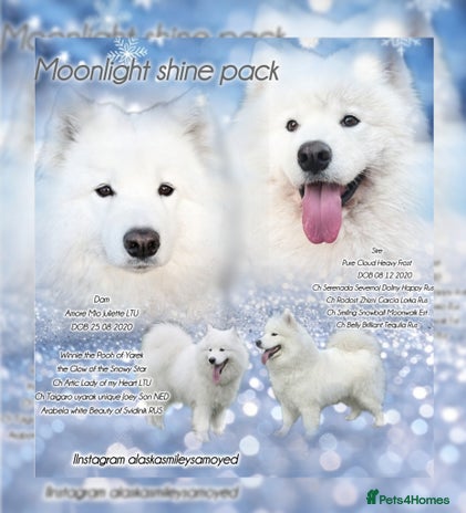 Samoyed dogs Pure white, excellent pedigree Samoyed puppies - Advert 10