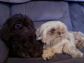 Shih Tzu dogs 3 male 2 female Shih tzu puppies - Advert 11