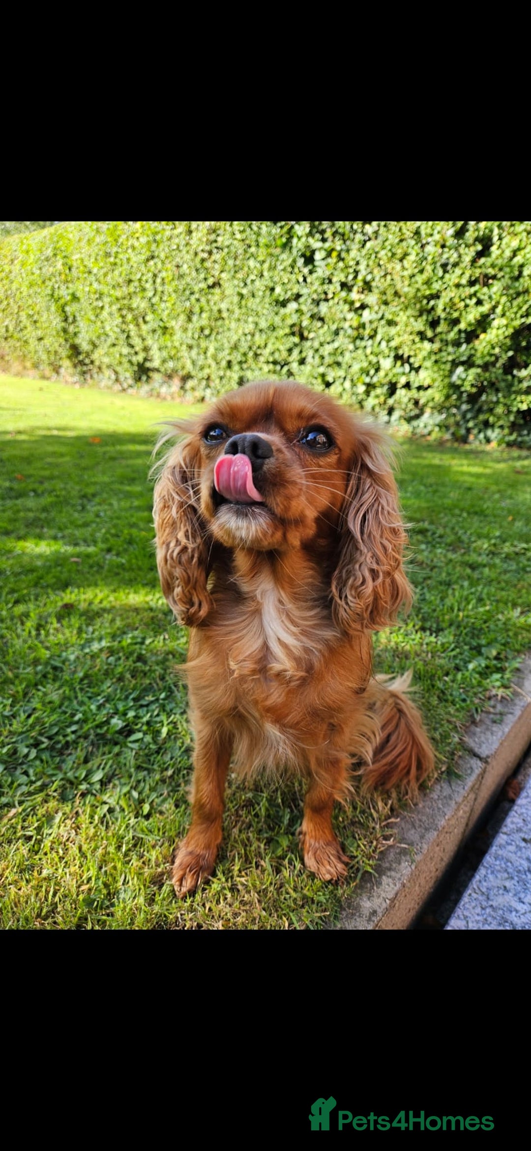 Cavalier King Charles Spaniel dogs for sale: Elsie 3 years old  - Image 3