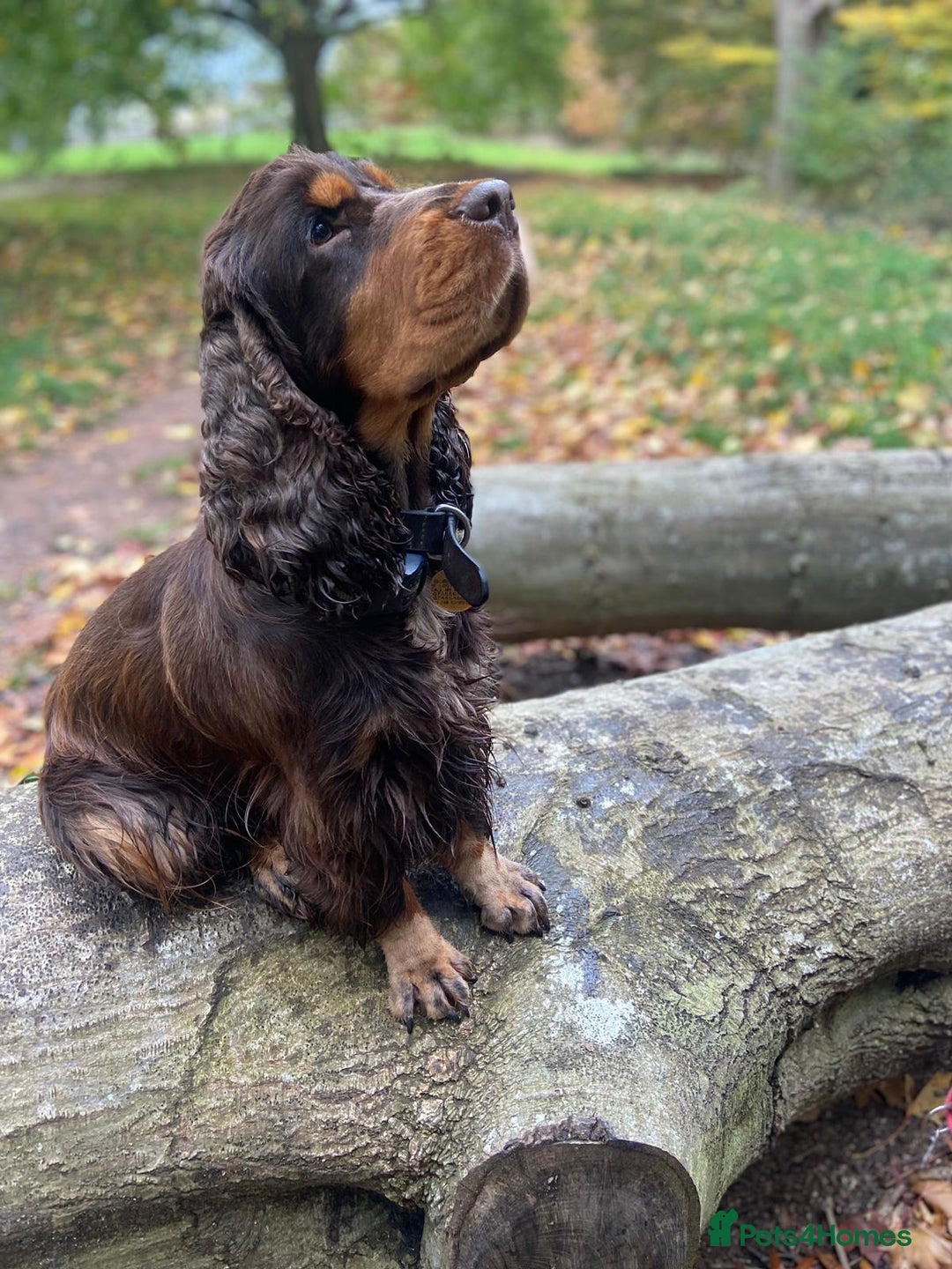 Cocker Spaniel dogs for stud: Chocolate and tan cocker stud  - Advert 9