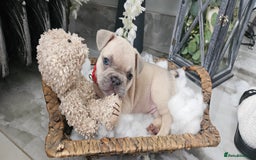 French Bulldog dogs for sale: French bulldog lilac/blue fawn  - Image 18