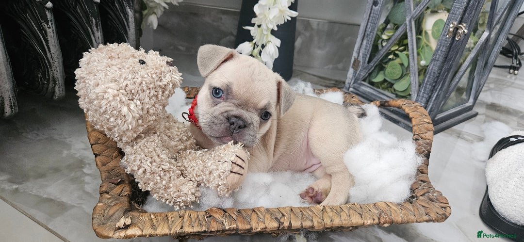 French Bulldog dogs for sale: French bulldog lilac/blue fawn  - Image 18