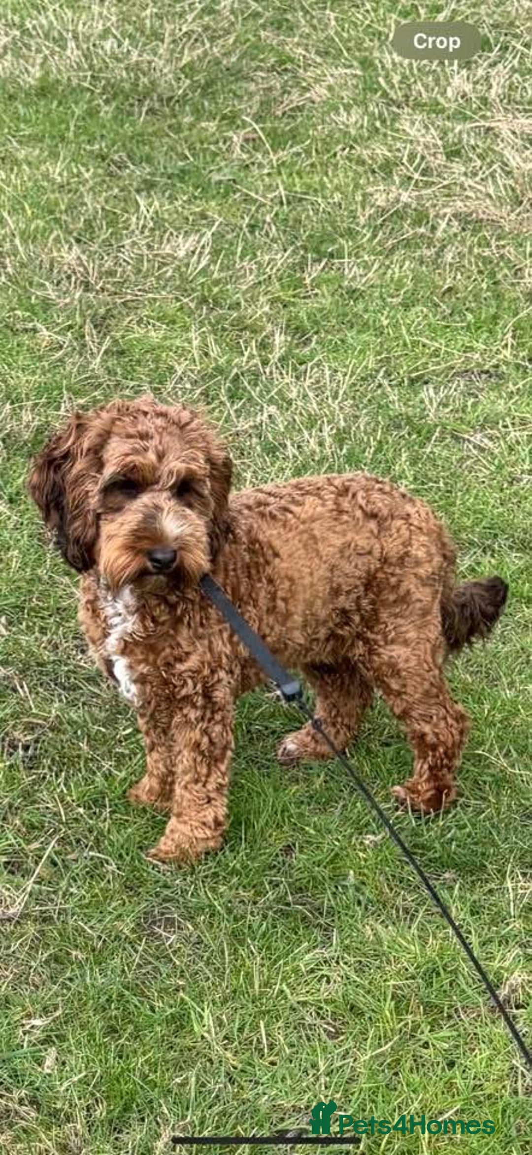 Miniature Poodle dogs for stud: Health tested red kc miniature poodle stud  in Doncaster - Advert 4