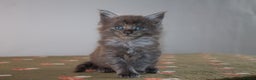 Maine Coon cats for sale: Gorgeous TICA-Registered Maine Coon Kittens! - Advert 34