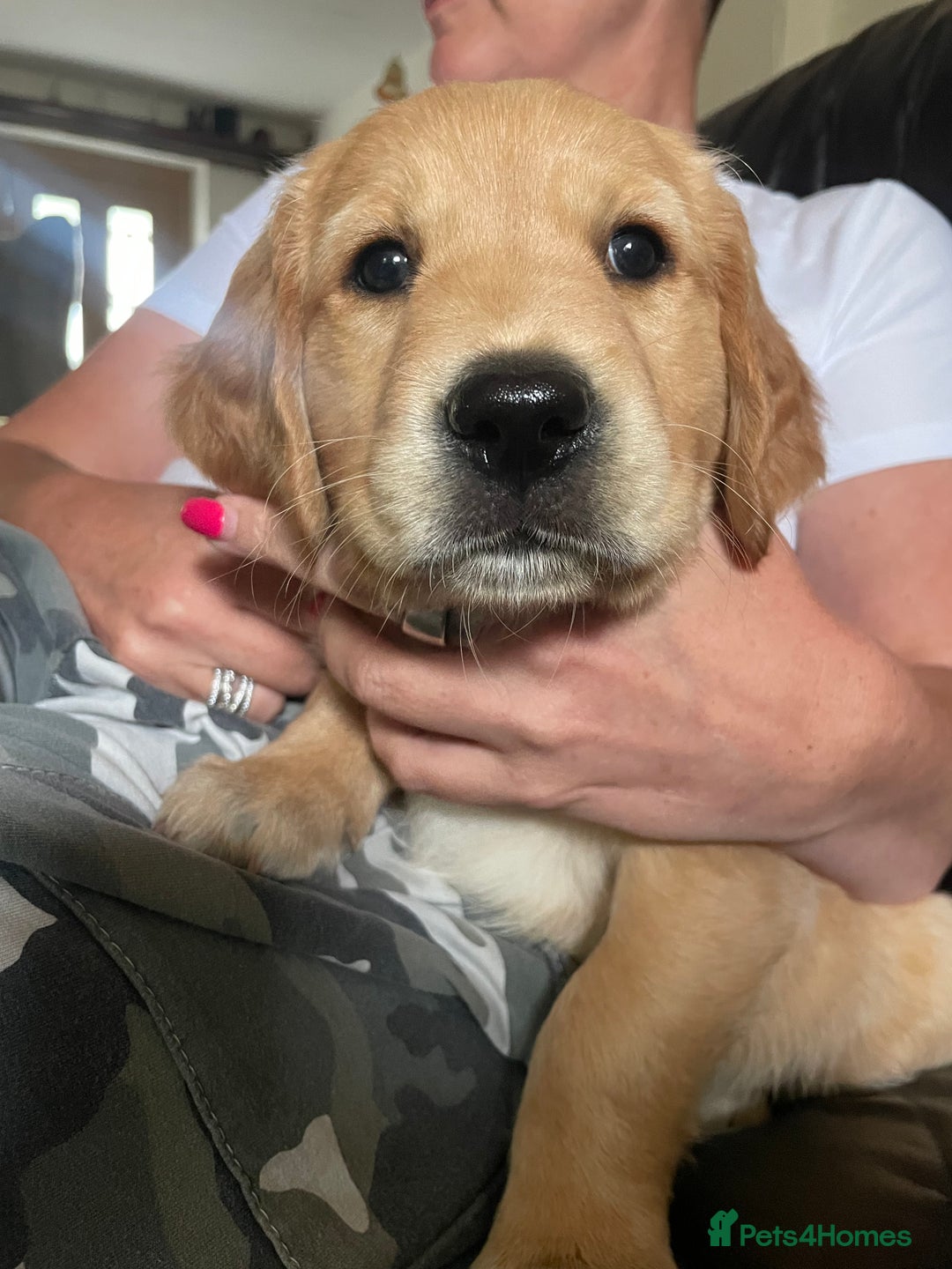 Golden Retriever dogs for sale: 2 beautiful golden retriever boys available. - Image 25