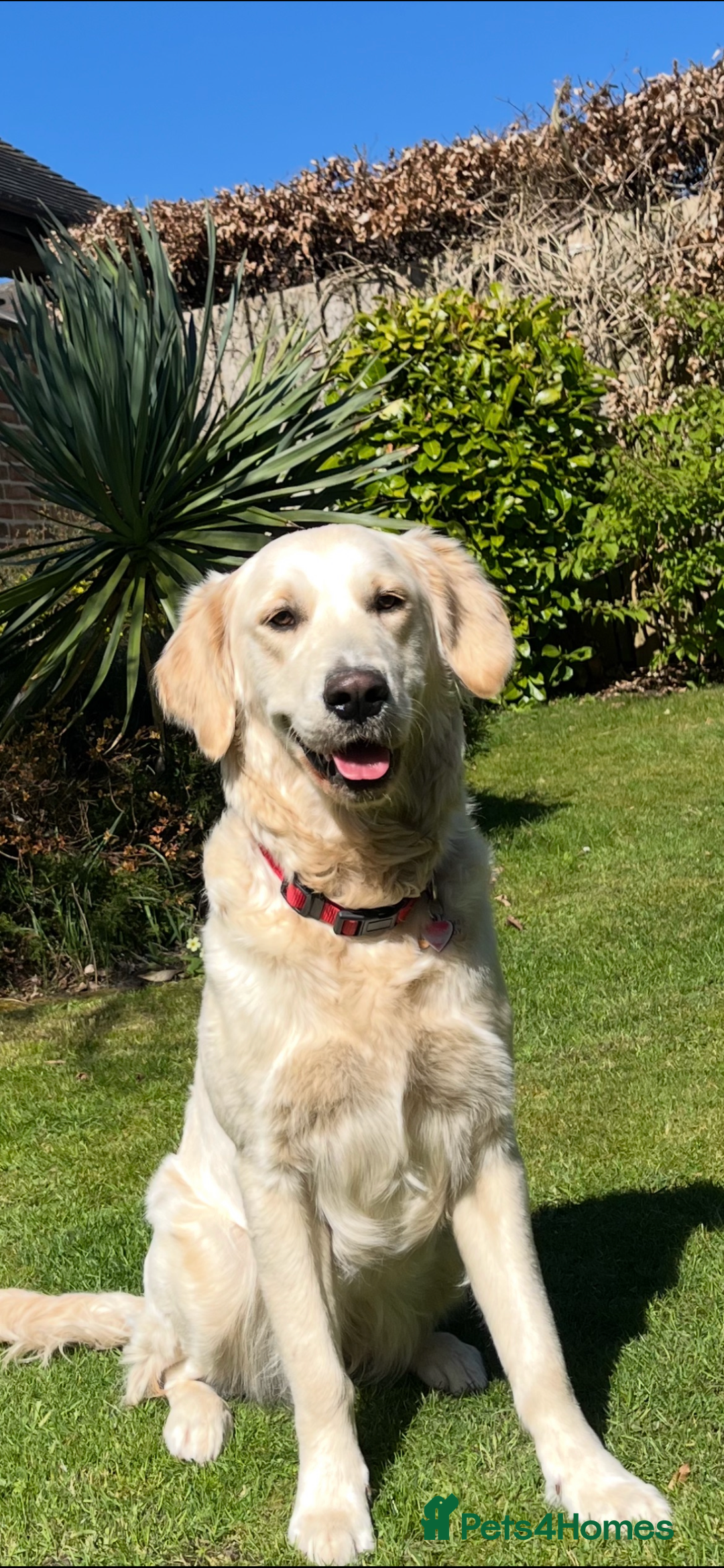 Golden Retriever dogs for sale: DOG SHARE - Advert 2