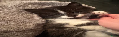 Domestic Shorthair Kitten 2