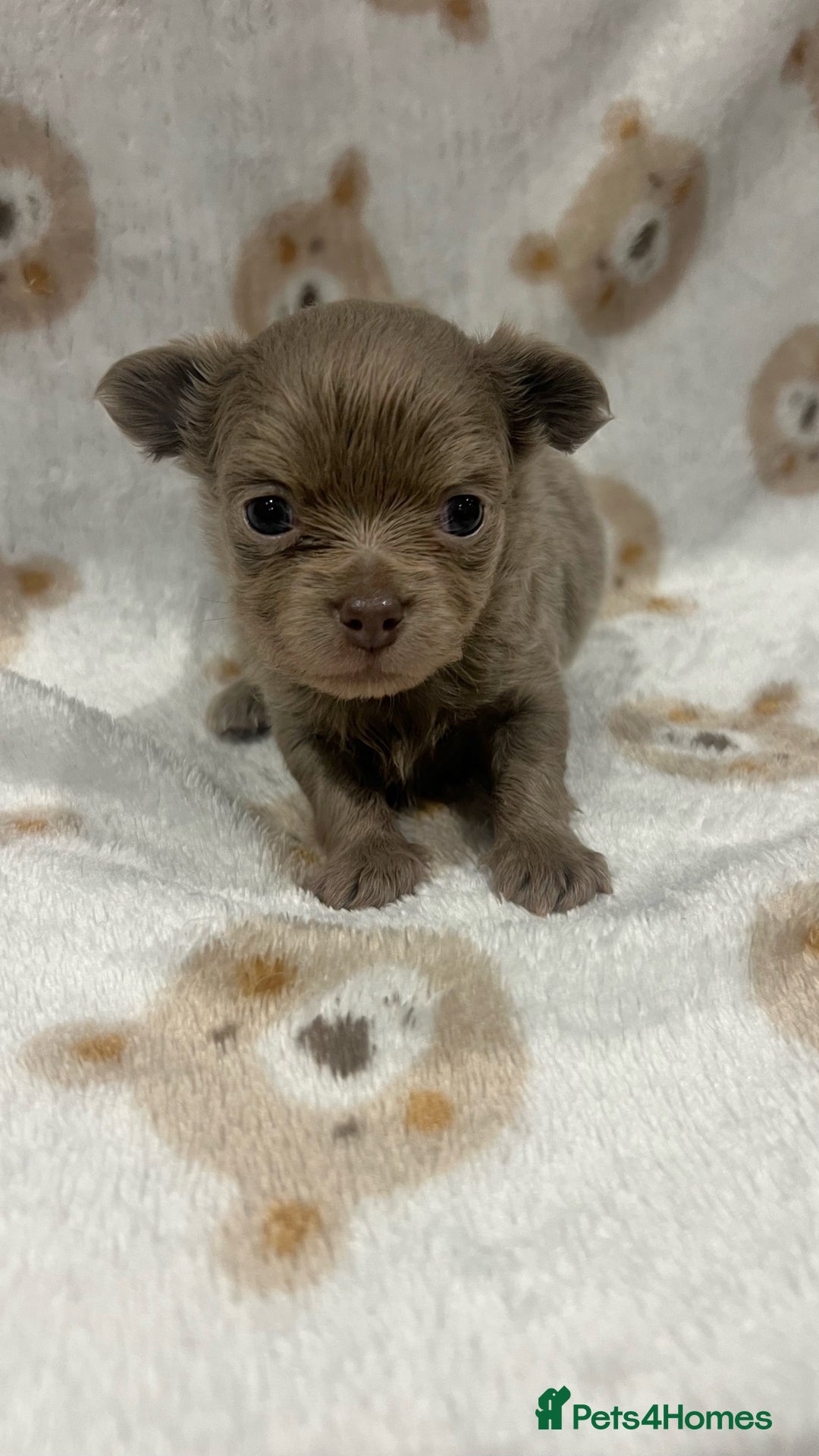 Chihuahua dogs for sale: Stunning Chihuahua Puppies ⭐️ - Advert 7