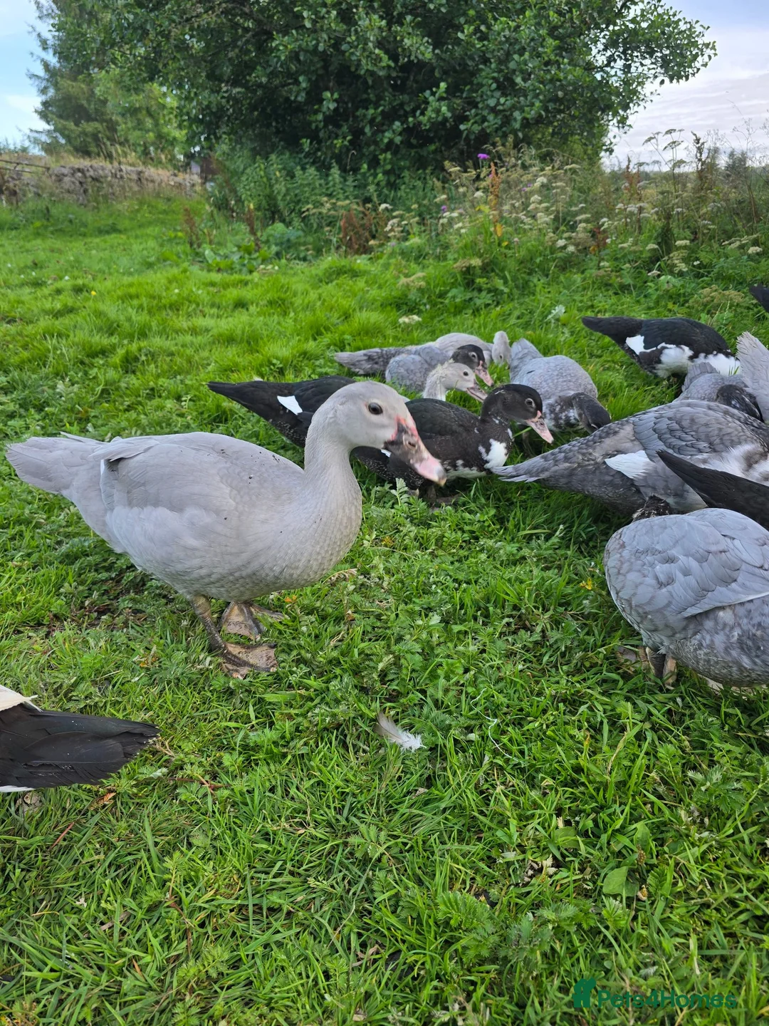 Ducks poultry for sale: Beautiful muscovy ducks in Hawick - Advert 2
