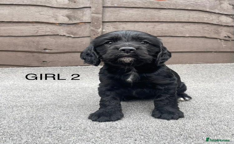 Cocker Spaniel dogs - Advert 1