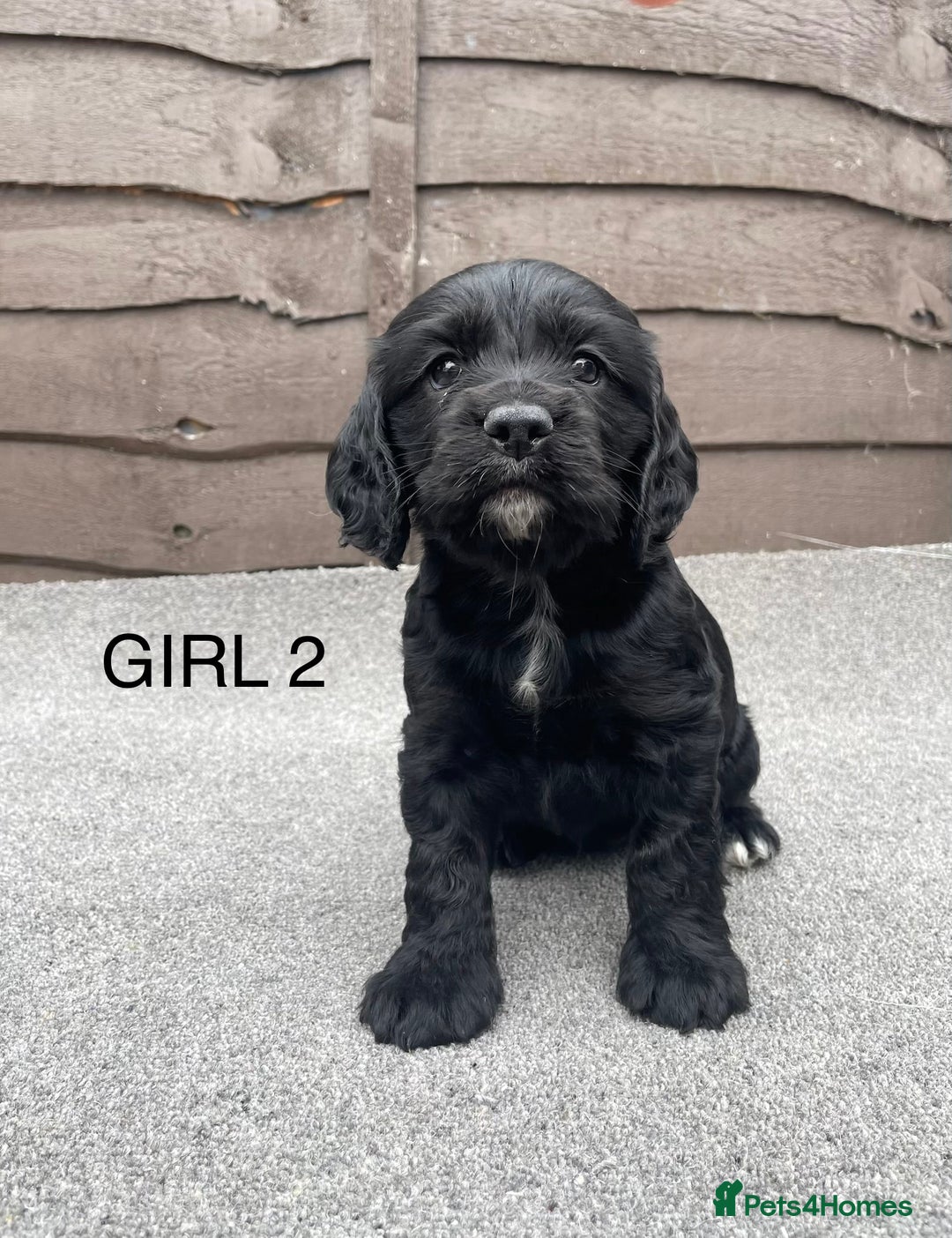Cocker Spaniel dogs for sale: 🐾 Gorgeous Cocker Spaniel Puppies  🐾 - Image 1