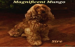 Cocker Spaniel dogs for sale: GOLDEN health tested show cocker spaniel pups - Image 7
