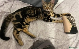 Bengal cats for sale: Molly  - Advert 3