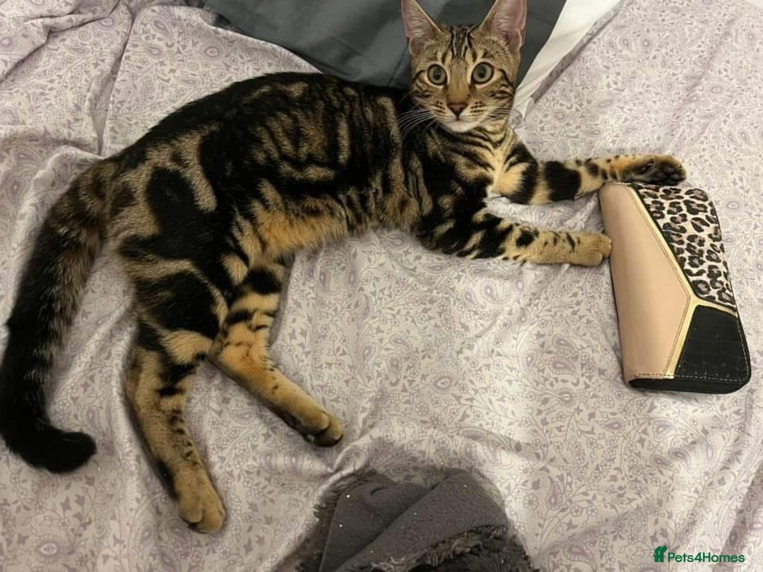 Bengal cats for sale: Molly  - Advert 3