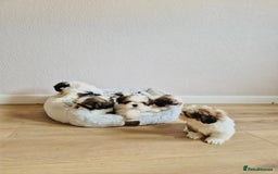 Shih Tzu dogs for sale: Shihtzu  - Image 22