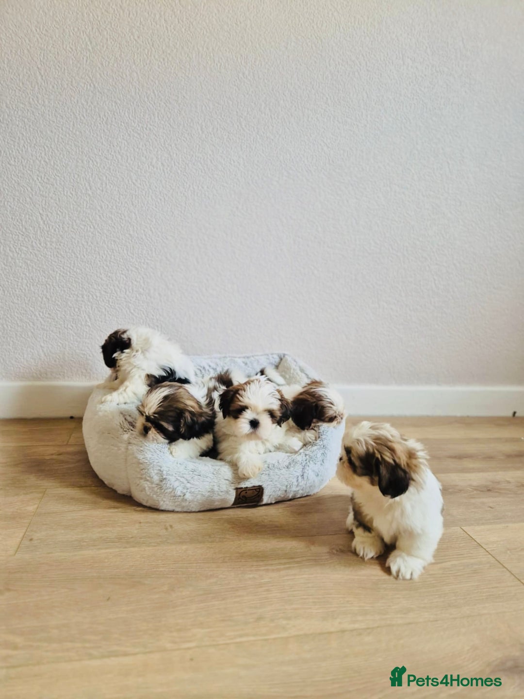 Shih Tzu dogs for sale: Shihtzu  - Image 22
