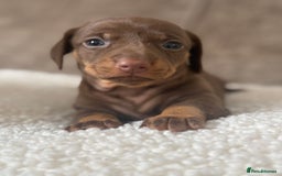 Dachshund dogs for sale: 🌭🌭🌭🌭🌭🌭🌭little dachshunds🌭🌭🌭🌭🌭  - Image 27