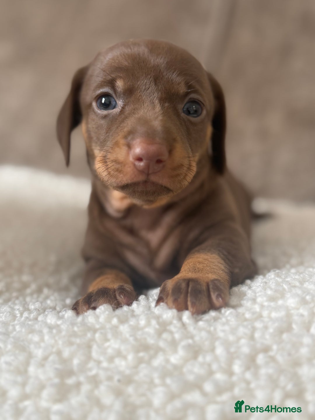 Dachshund dogs for sale: 🌭🌭🌭🌭🌭🌭🌭little dachshunds🌭🌭🌭🌭🌭  - Image 27