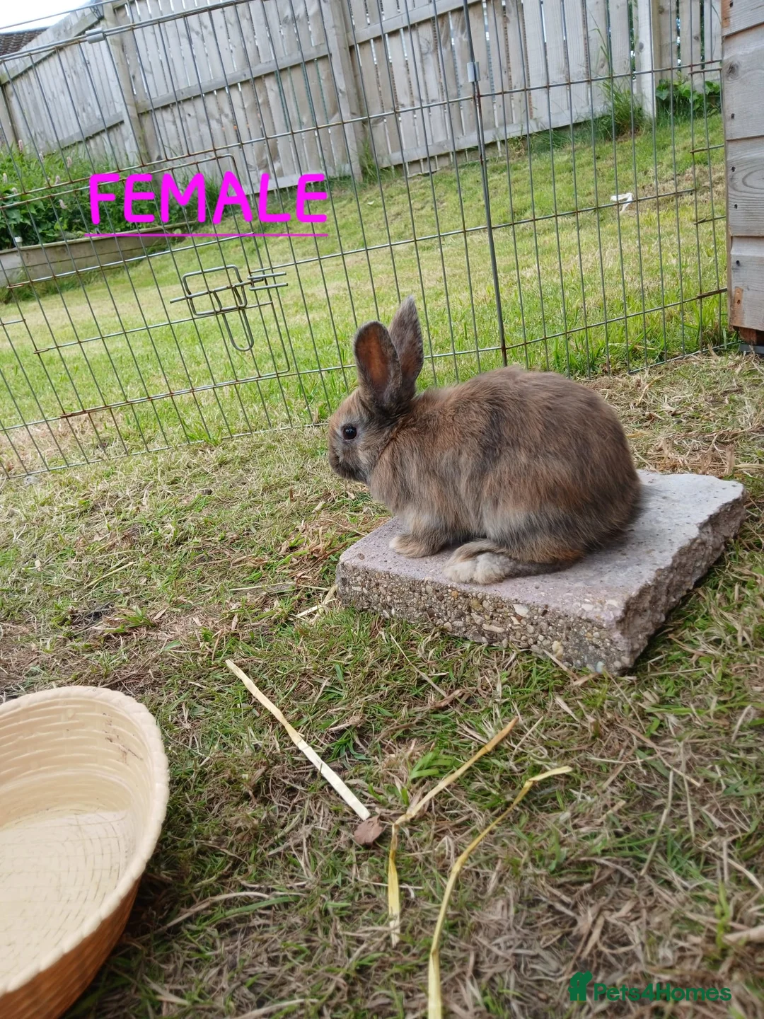 Mixed Breed rabbits for sale: Mini lop cross babies  - Advert 2