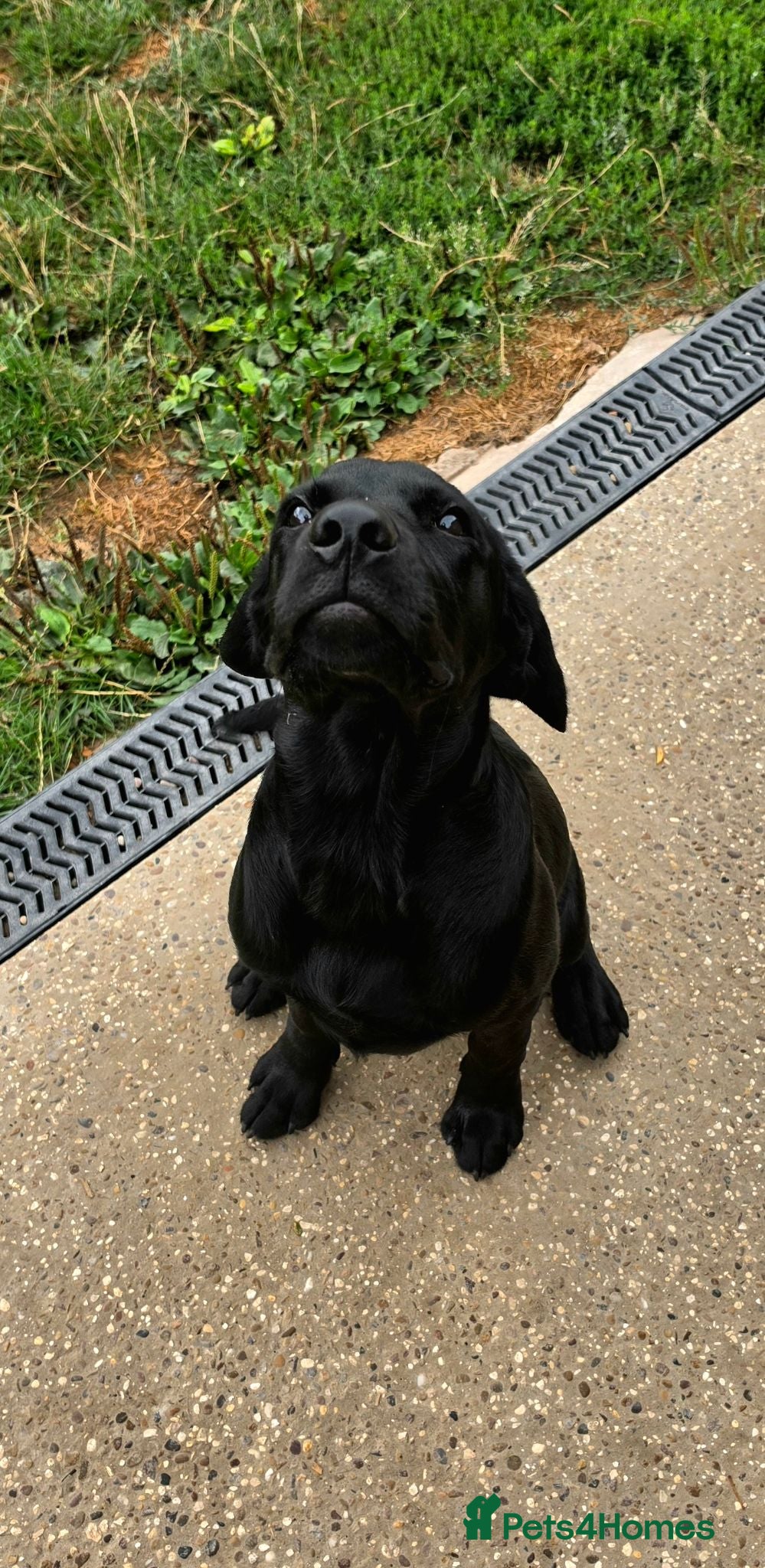 Labrador Retriever dogs 1 STUNNING BLACK KC BOY - Advert 2