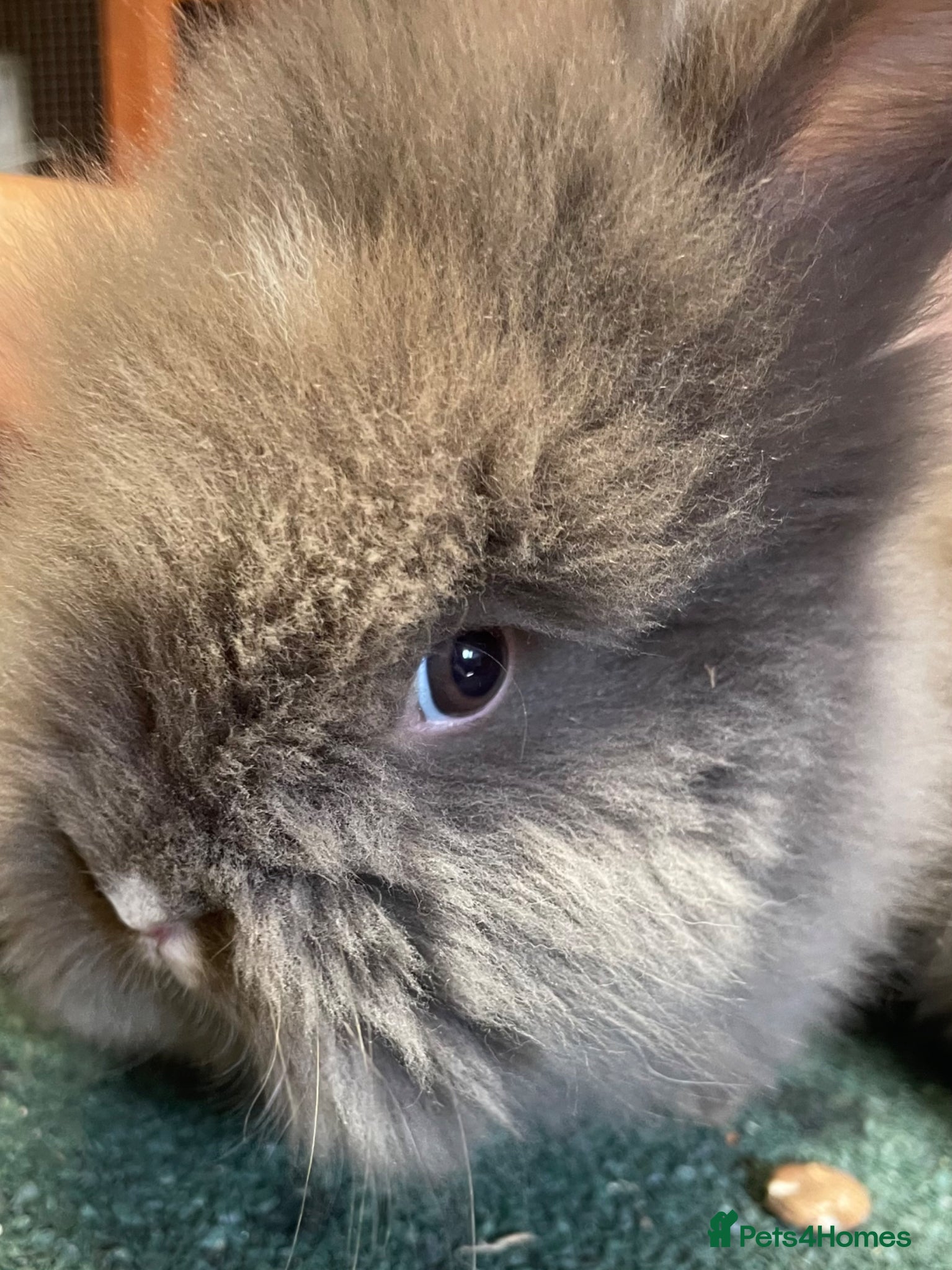 Lionhead rabbits for sale: Beautiful Baby Lionhead Bunnies  - Advert 5