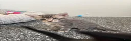 Mixed Breed cats for sale: 6 Hand-Reared Kittens Looking for Loving Homes - Advert 9