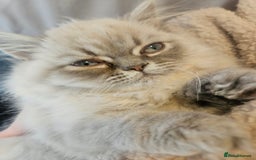 Persian cats for sale: Blue point Persian kitten - Image 4
