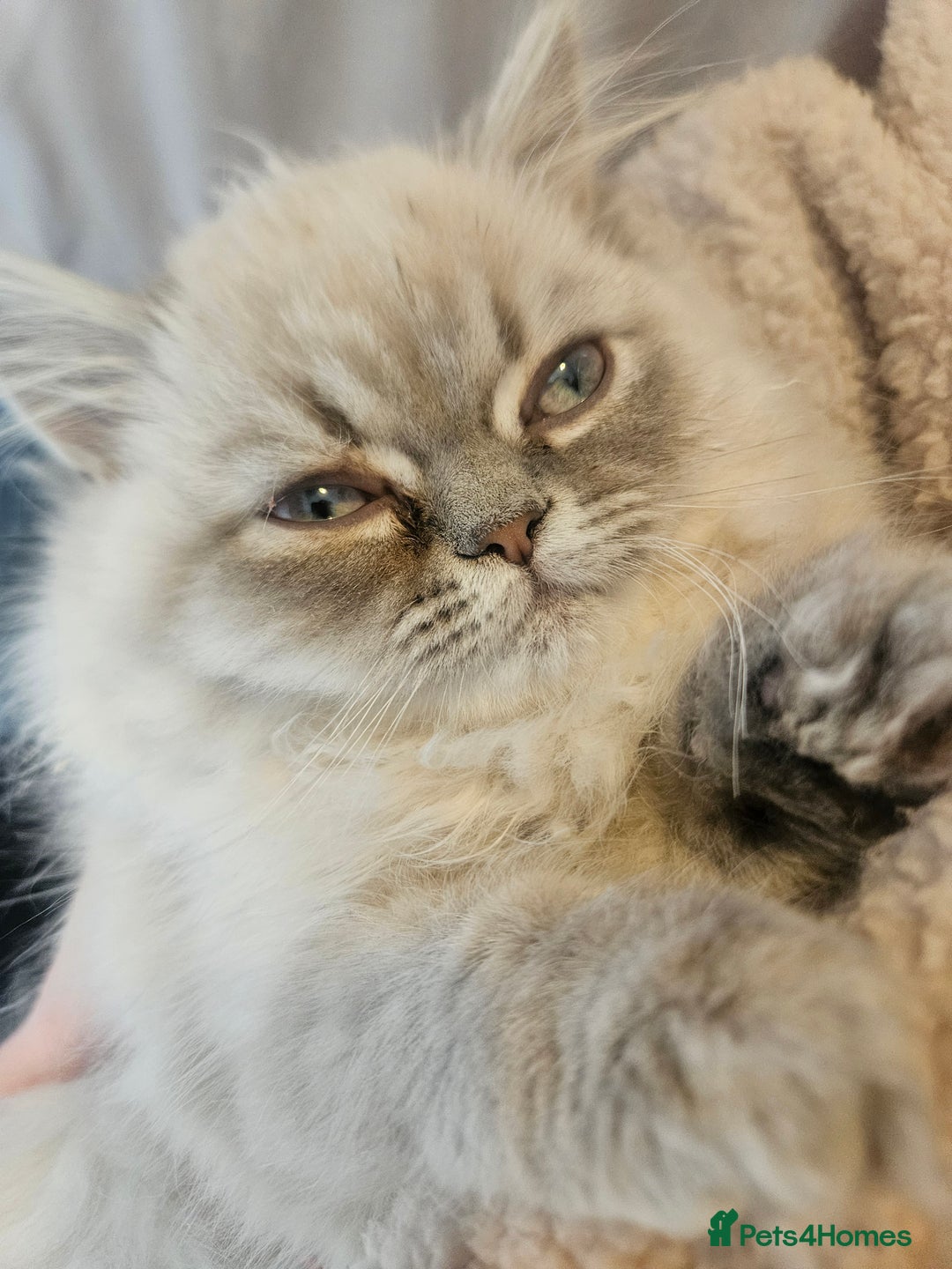 Persian cats for sale: Blue point Persian kitten - Image 4