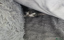 Ragdoll cats for sale: Sale Ragdoll X Tabby Cat with everything she needs - Image 4