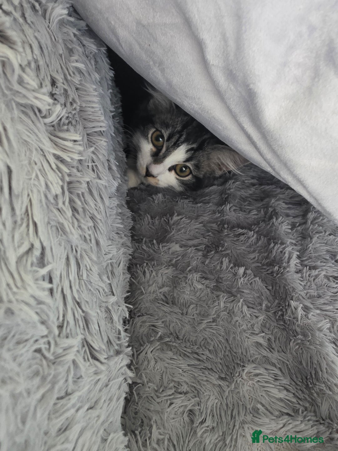 Ragdoll cats for sale: Sale Ragdoll X Tabby Cat with everything she needs - Image 4