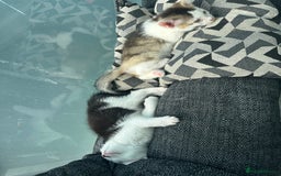 Mixed Breed cats for sale: ⭐️⭐️ 2 Males & 1 female mixed breed Kittens!!⭐️⭐️ - Image 12