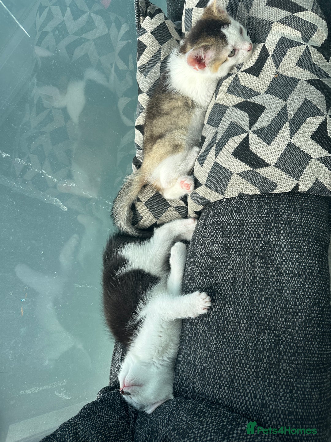 Mixed Breed cats for sale: ⭐️⭐️ 2 Males & 1 female mixed breed Kittens!!⭐️⭐️ - Image 12