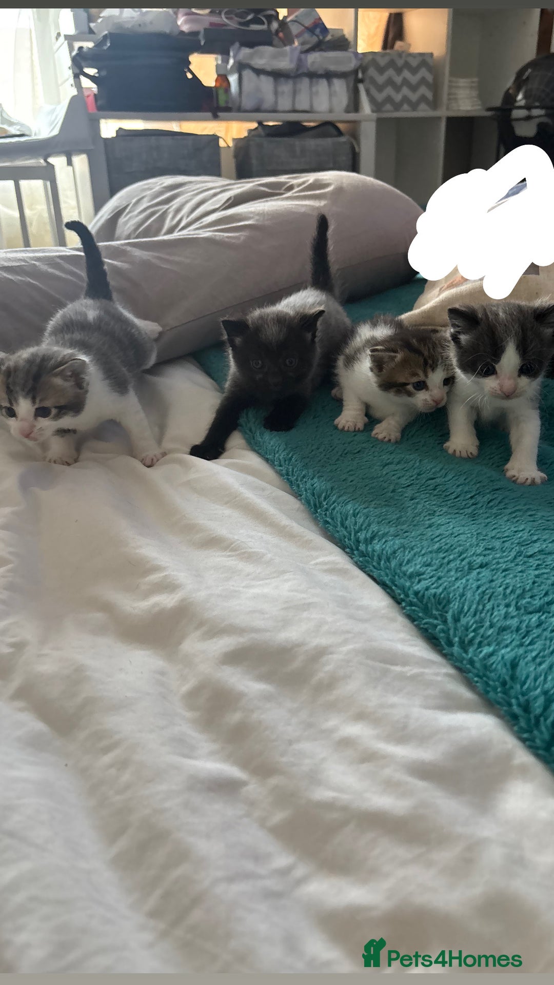 Mixed Breed cats for sale: Beautiful tabby x Ragdoll kittens for sale ! - Advert 6