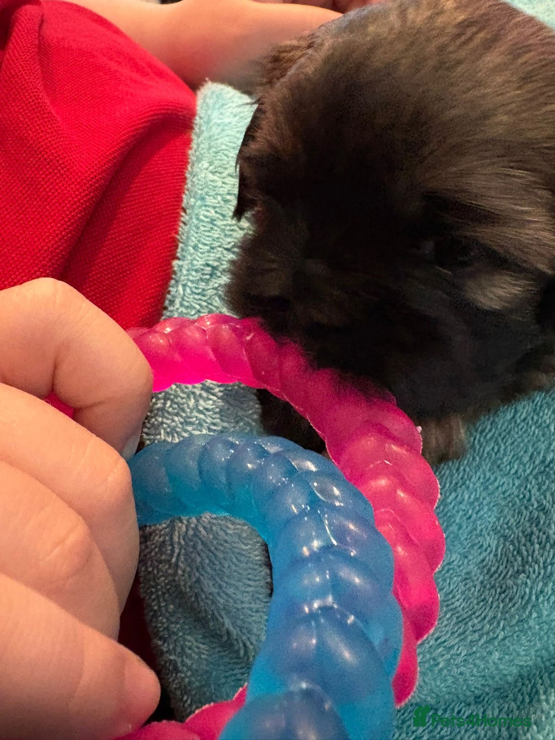 Shih Tzu dogs for sale: Shih Tzu Puppies Litter of 3 - Image 9
