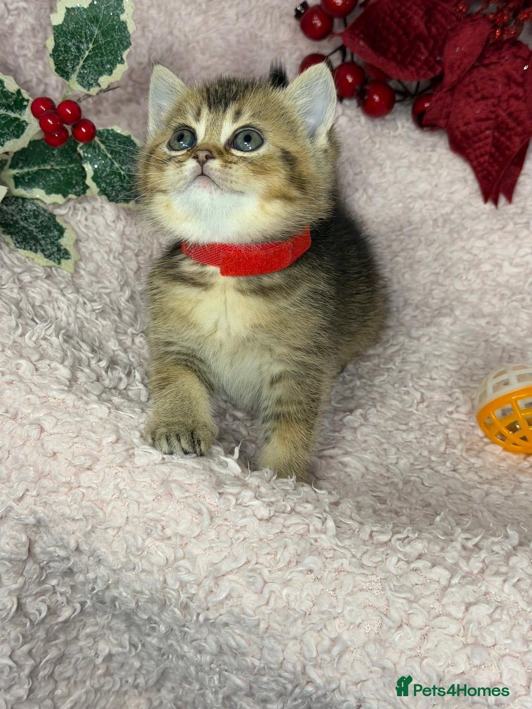 British Shorthair cats for sale: ⭐️Stunning BSH kittens GCCF registered ⭐️ - Advert 18