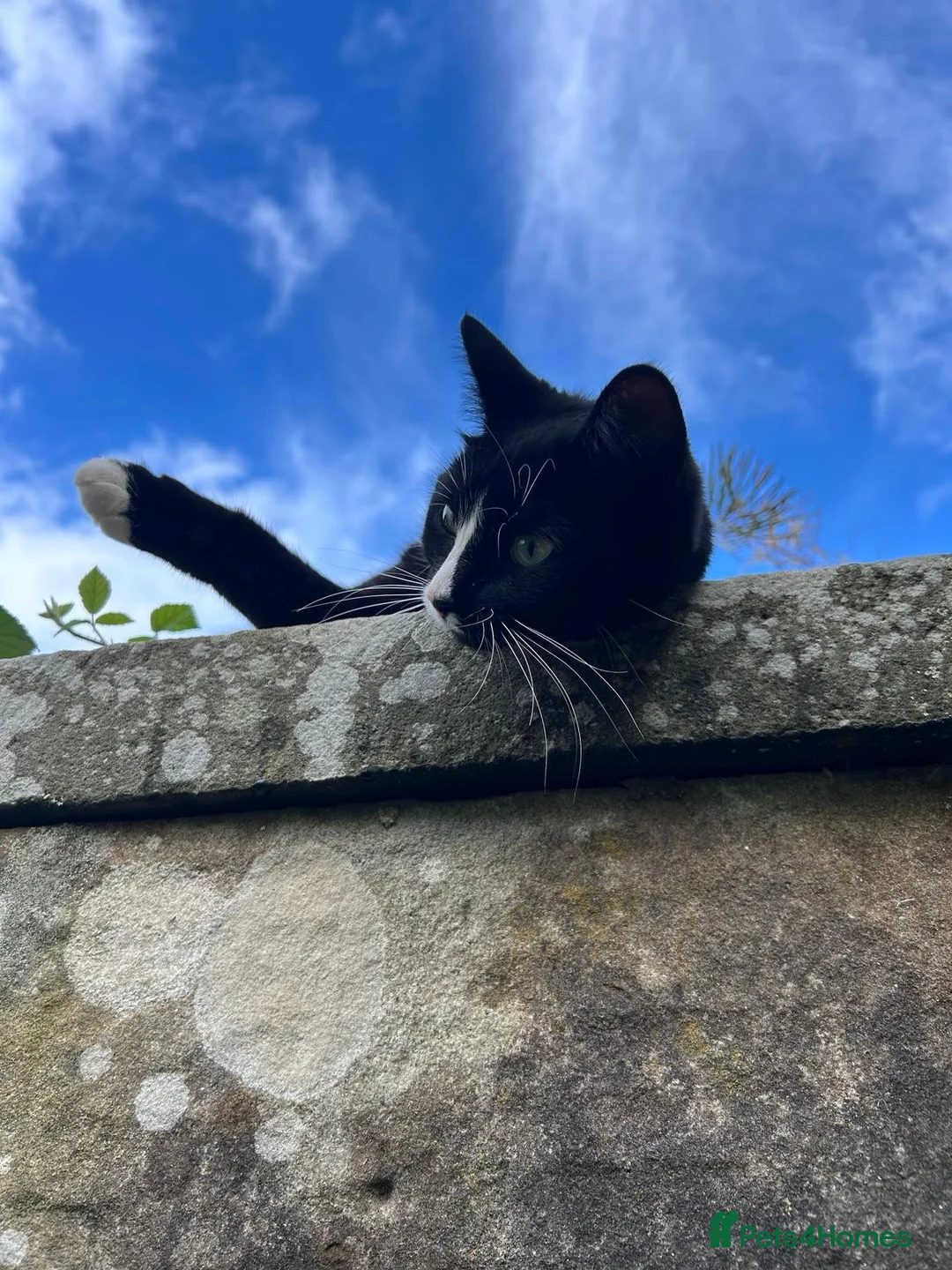 British Shorthair cats for sale: British Shorthair - Mother and Son Re-Home  - Advert 1