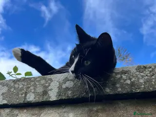 British Shorthair cats British Shorthair - Mother and Son Re-Home - Advert 1