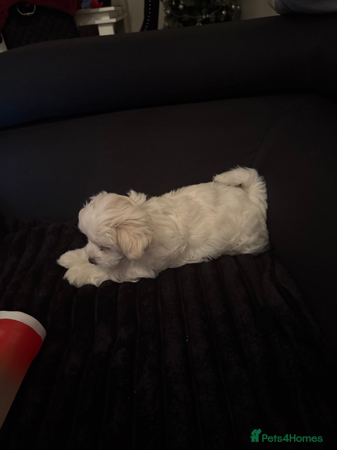 Maltese dogs for sale: pure maltese little girl - Advert 10