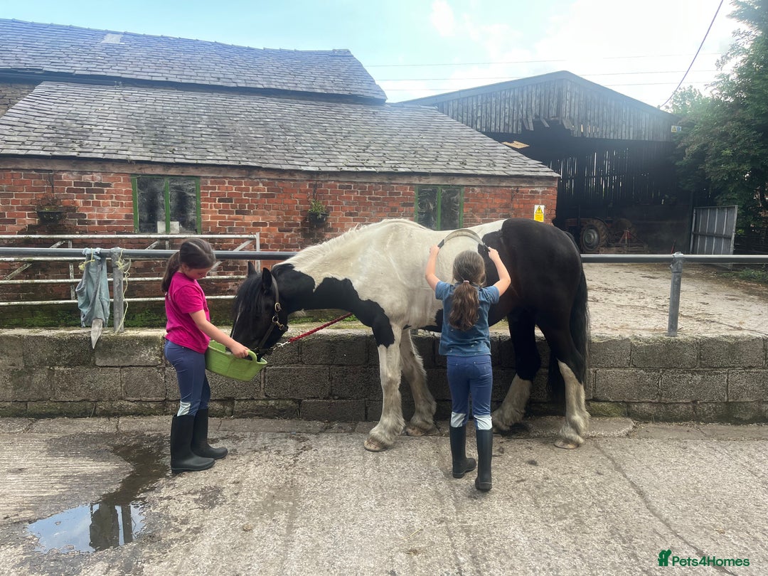Irish Cob horses for sale: For Sale: Monty - Advert 3
