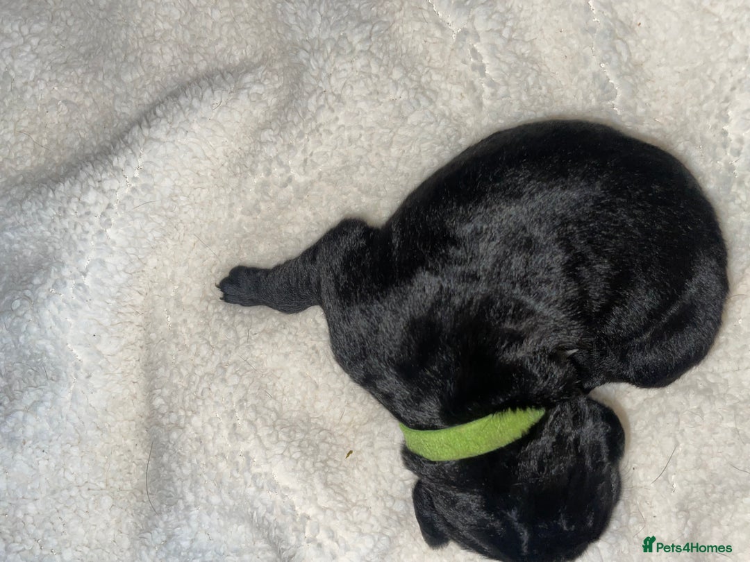 Cane Corso dogs for sale: Harlequin cane corso x pedigree cane corso puppies - Advert 23