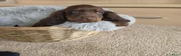 Cocker Spaniel dogs for sale: Beautiful Working Type Cocker Spaniel Puppies - Advert 16