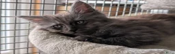 Maine Coon cats for sale: Stunning Tica pedigree kittens - Advert 11