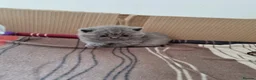 British Shorthair cats for sale: British Shorthair Kittens for sale  in Oxford - Advert 12
