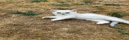 British Shorthair cats for sale:  Gorgeous British Shorthair Silver Shaded Kittens  - Advert 2
