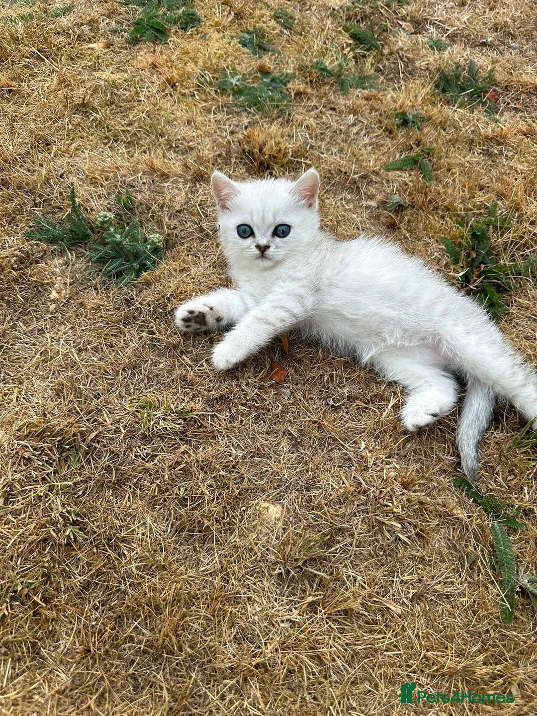 British Shorthair cats for sale:  Gorgeous British Shorthair Silver Shaded Kittens  - Advert 2