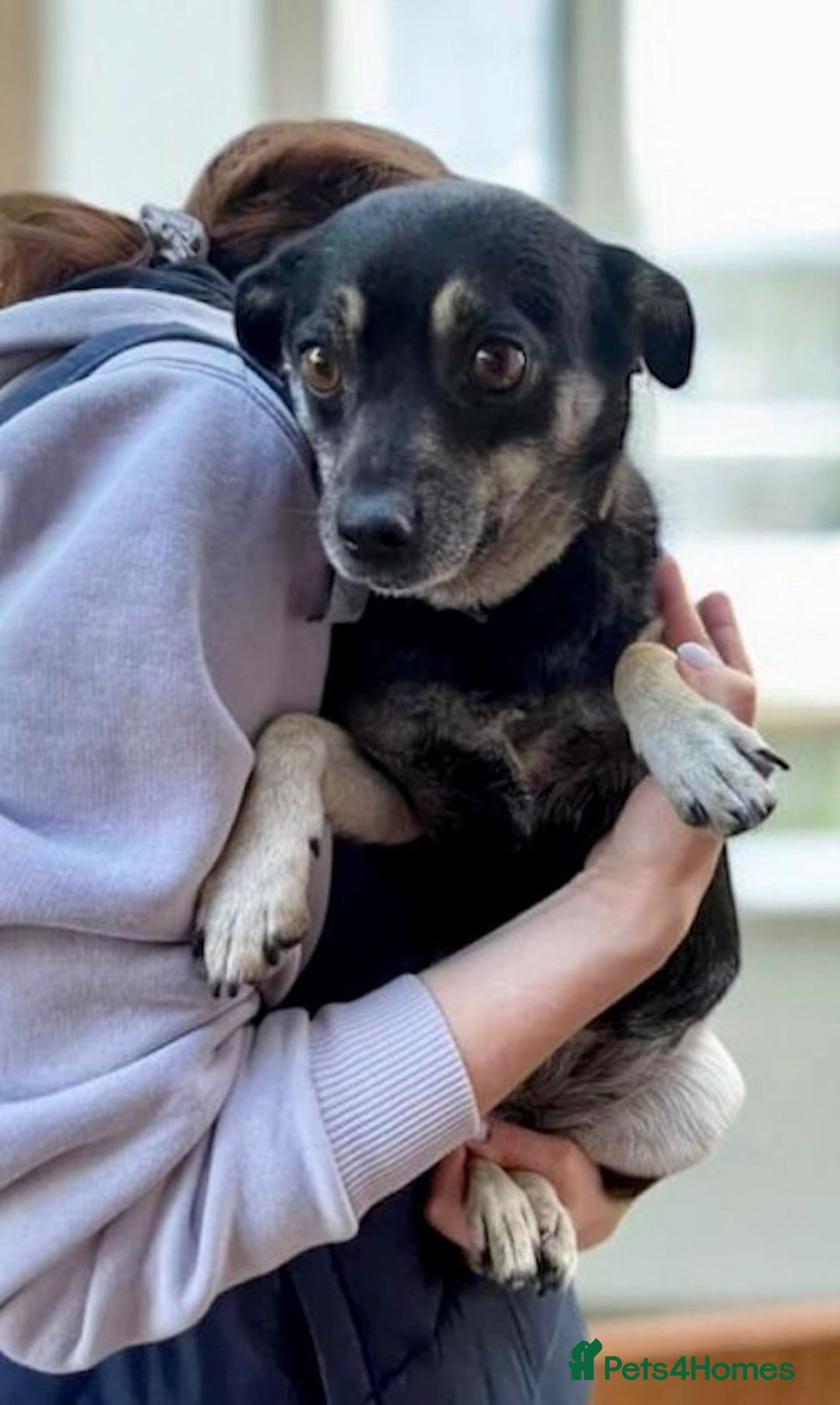 Miniature Pinscher dogs for adoption: JULIA – Female Miniature Pinscher - Advert 1