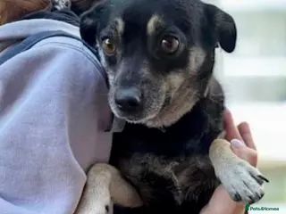 Miniature Pinscher dogs JULIA – Female Miniature Pinscher - Advert 3