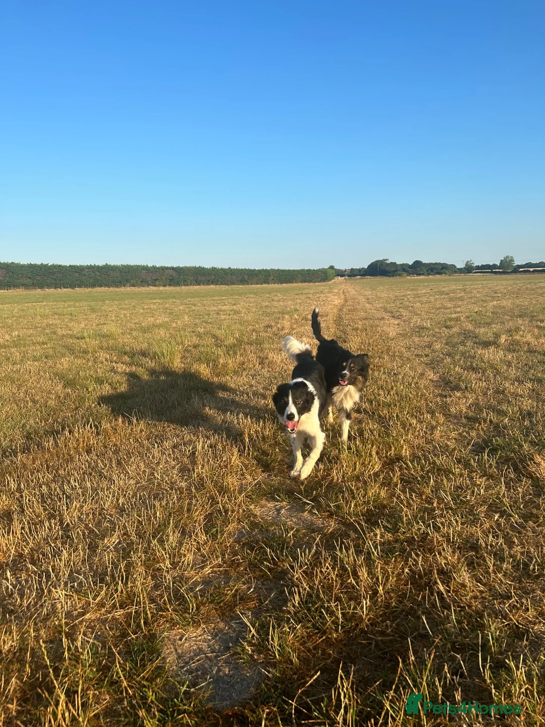 Border Collie dogs for sale: Border collie puppies.  in Faversham - Advert 2
